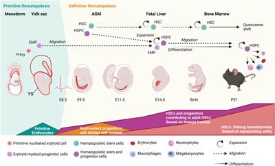 The evolving hematopoietic niche during development